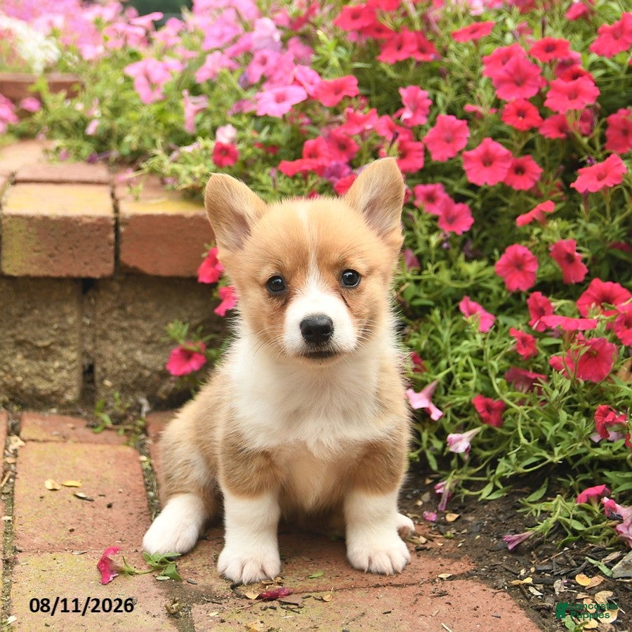 Welsh Corgi Pembroke dogs Friska  - Ad 2
