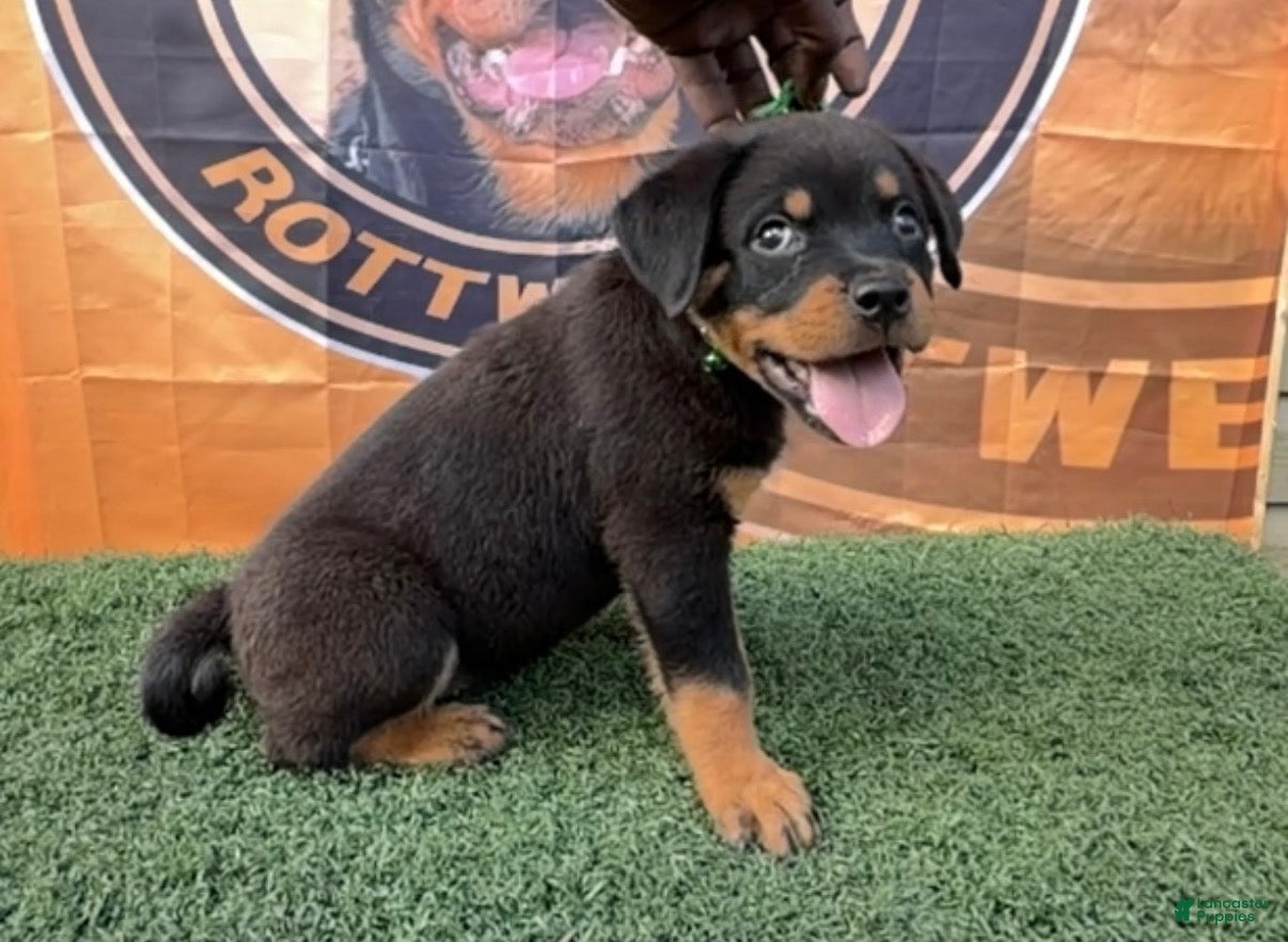 Rottweiler dogs for sale: Venus  - Ad 2