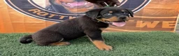 Rottweiler dogs for sale: Venus  - Ad 1