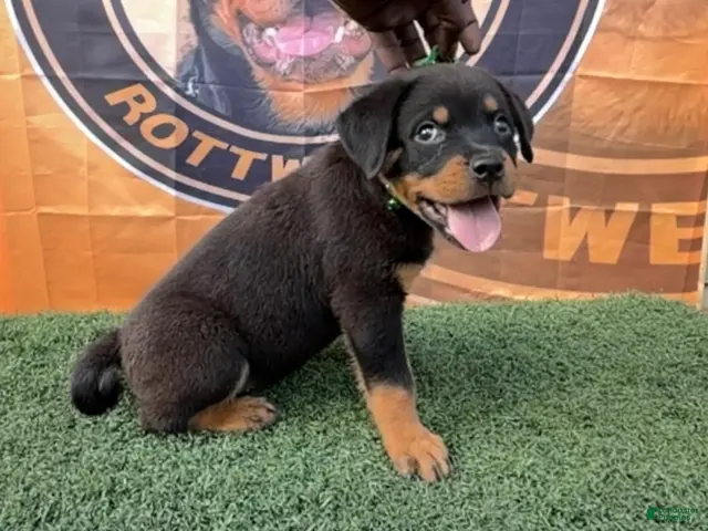 Rottweiler dogs for sale: Venus - Ad 1