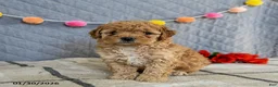 Cavapoo dogs for sale: Irresistible - Ad 4