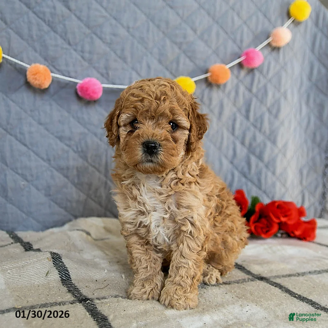 Cavapoo dogs for sale: Irresistible - Ad 4
