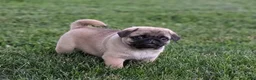 Pug dogs for sale: Big Paws - Ad 3