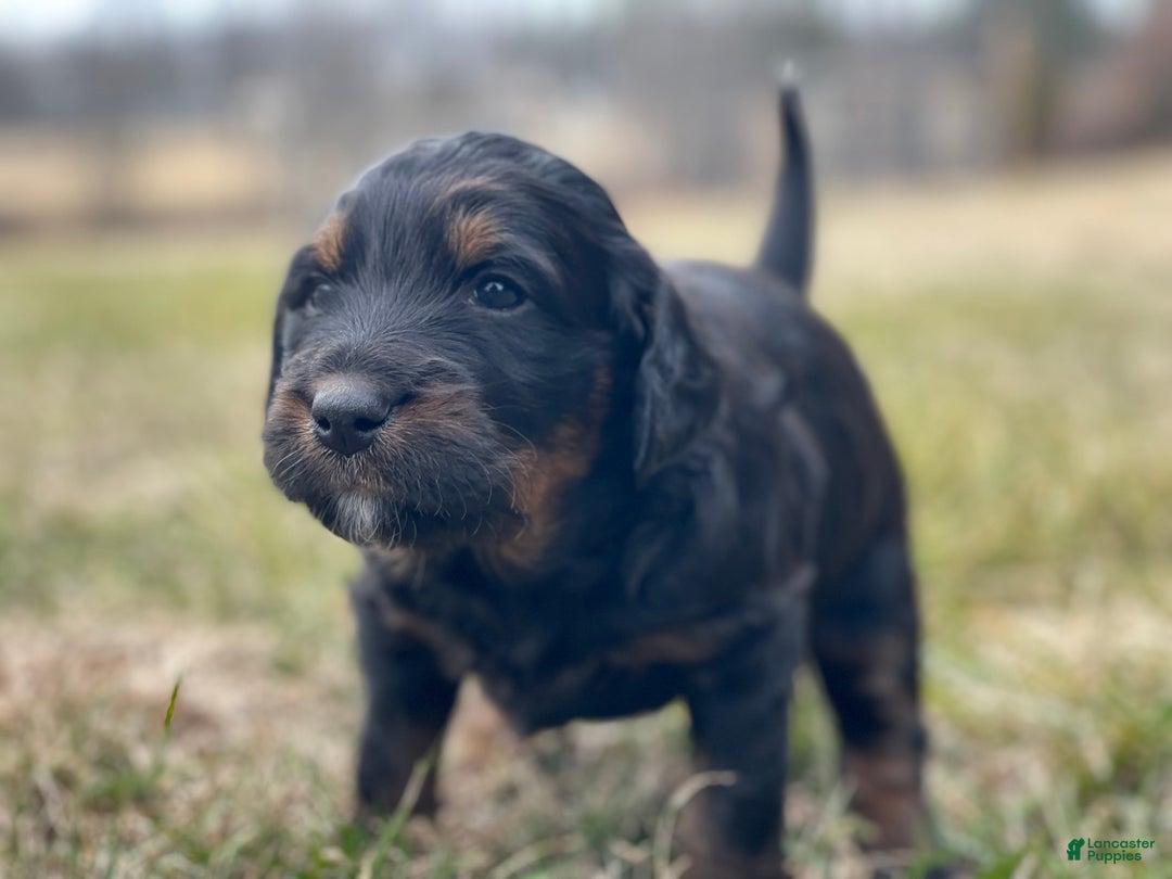 Mixed Breed dogs for sale: Cookie - Ad 2