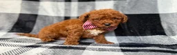 Mini Goldendoodle dogs for sale: Scout - Ad 8