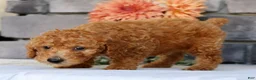 Miniature Poodle dogs for sale: Nolan - Ad 8