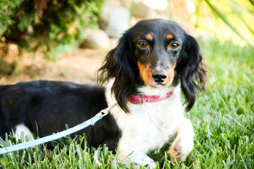 Miniature Dachshund dogs for sale: Andy - Ad 11