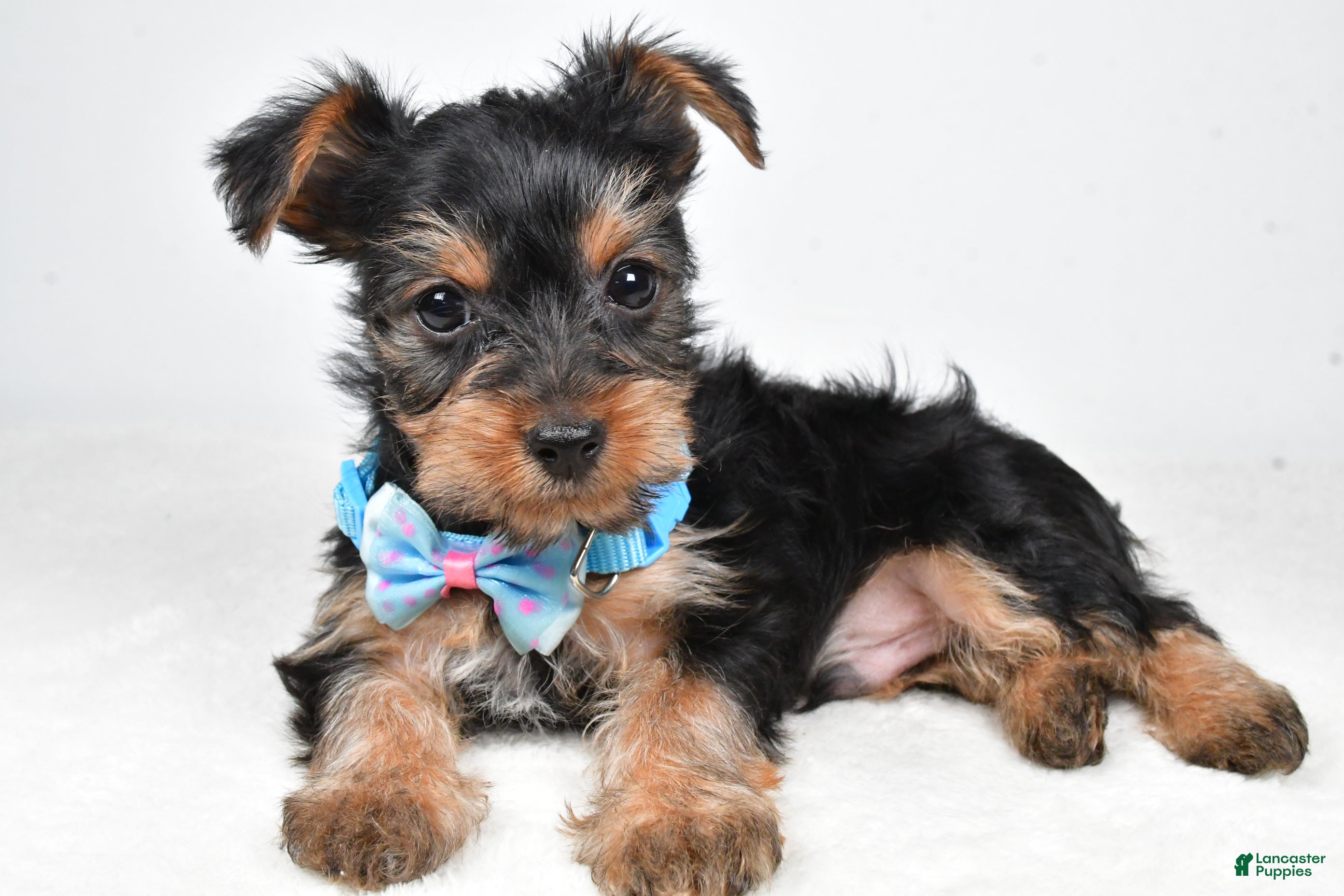 Yorkshire Terrier dogs Toby - Ad 2