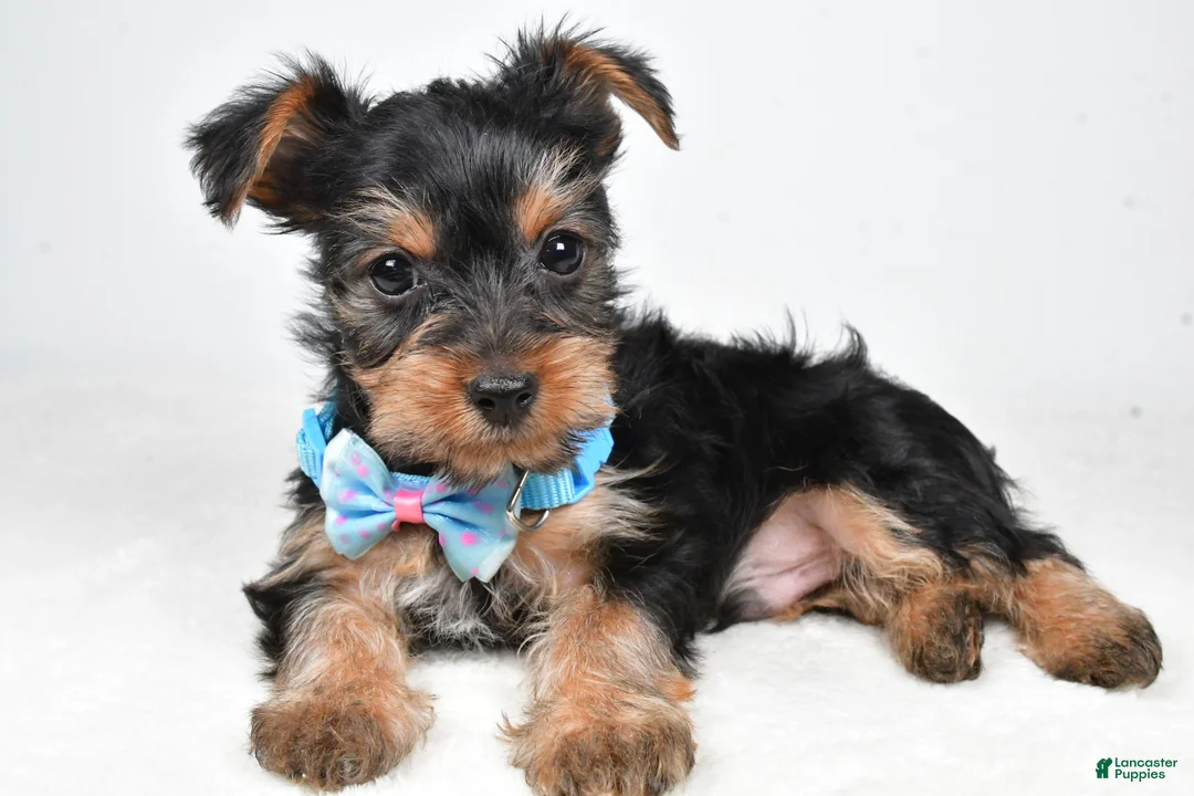 Yorkshire Terrier dogs for sale: Toby - Ad 2