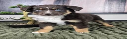 Miniature Australian Shepherd dogs for sale: Scooter  - Ad 8