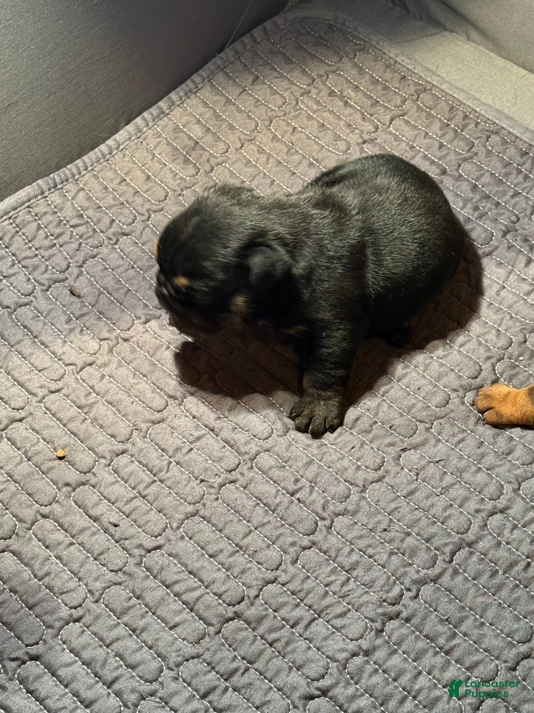 English Bulldog dogs for sale: Khal Drogo - Ad 10