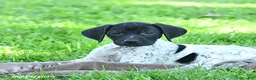 German Shorthaired Pointer dogs for sale: Rain - Ad 3