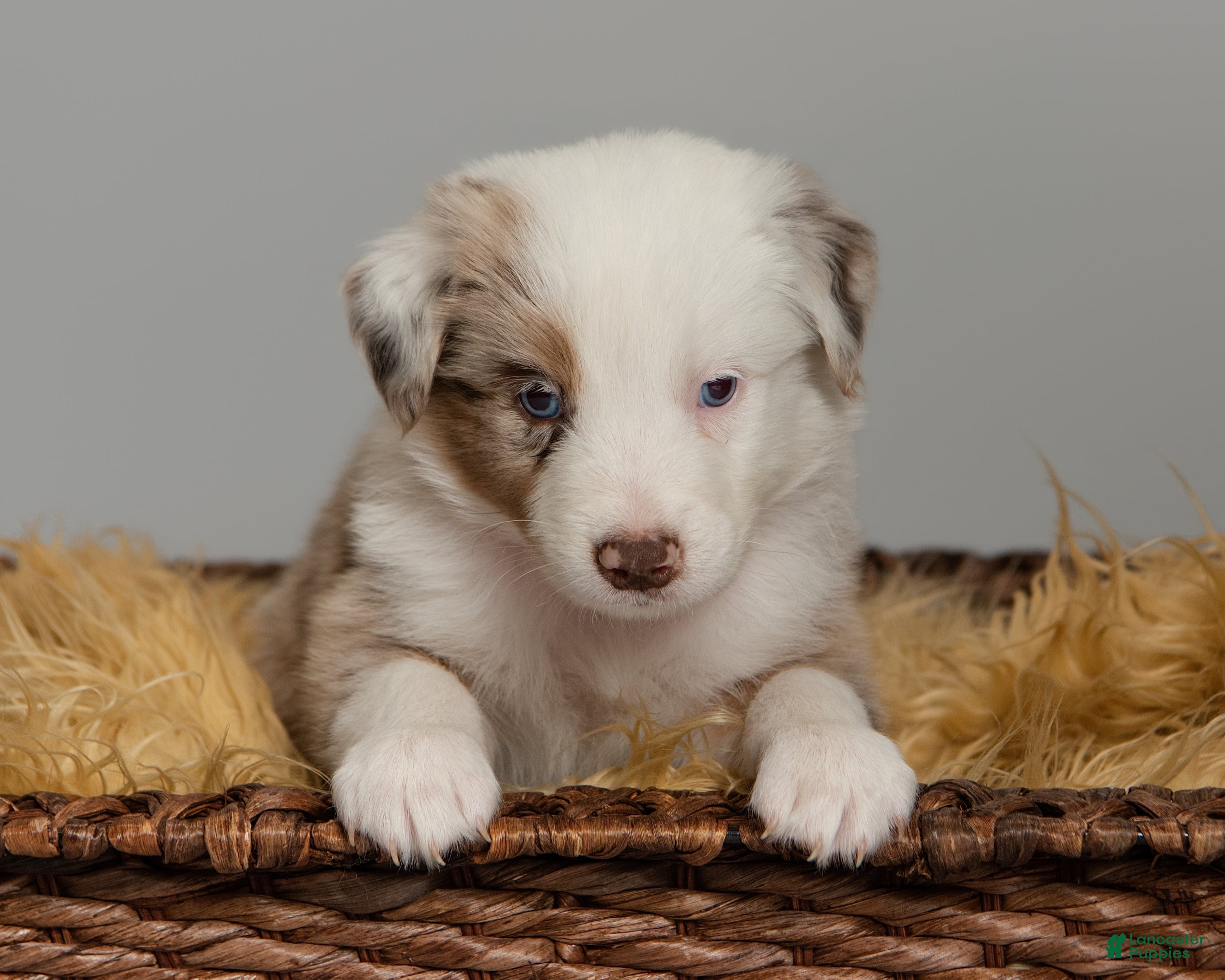 Australian Shepherd dogs Remy - Ad 1