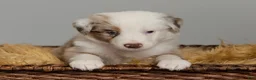 Australian Shepherd dogs for sale: Remy - Ad 1