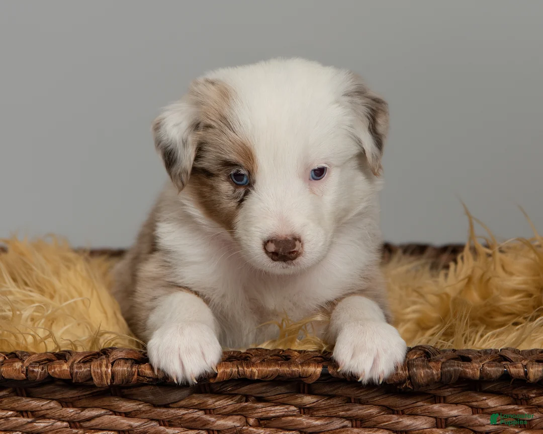 Australian Shepherd dogs for sale: Remy - Ad 1