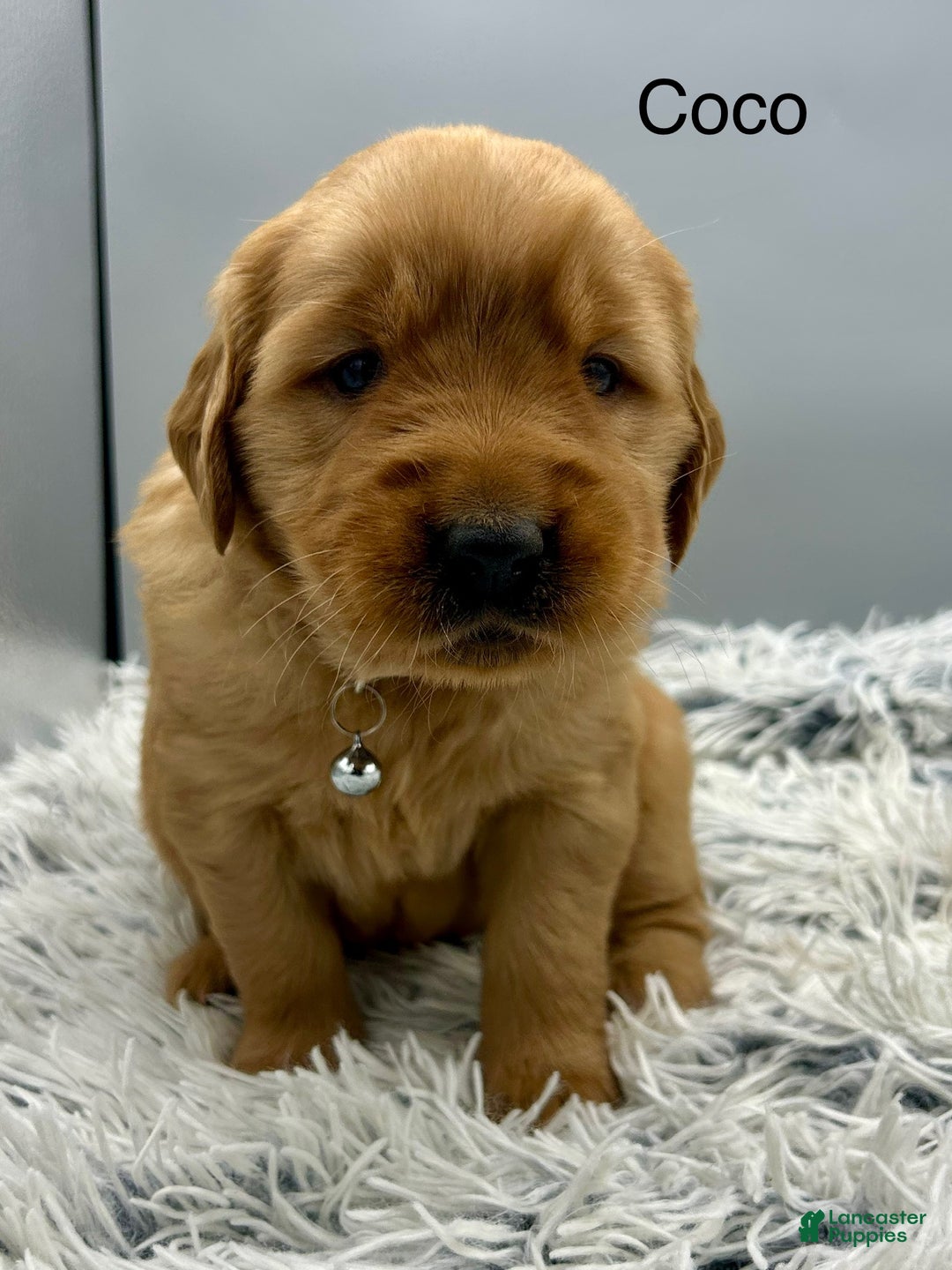 Golden Retriever dogs for sale: Golden Retriever Puppy -Coco - Ad 10