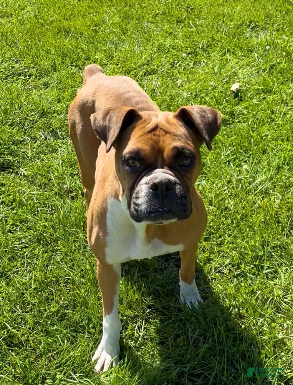 Boxer dogs Ruby - Ad 2
