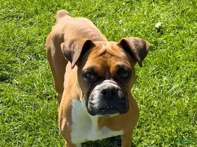Boxer dogs Ruby - Ad 2