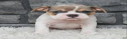 Beabull dogs for sale: Molly - Ad 4