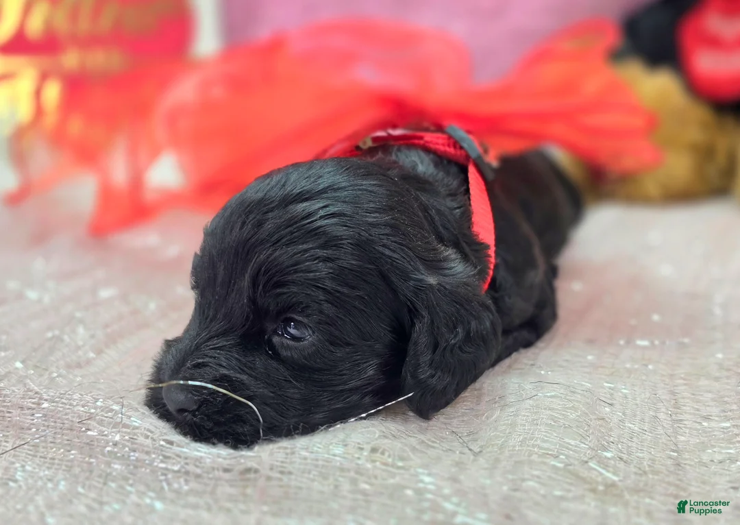 Cockapoo dogs for sale: Nova - Ad 41