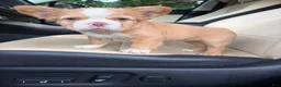 French Bulldog dogs for sale: French Bulldog 2 - Ad 3