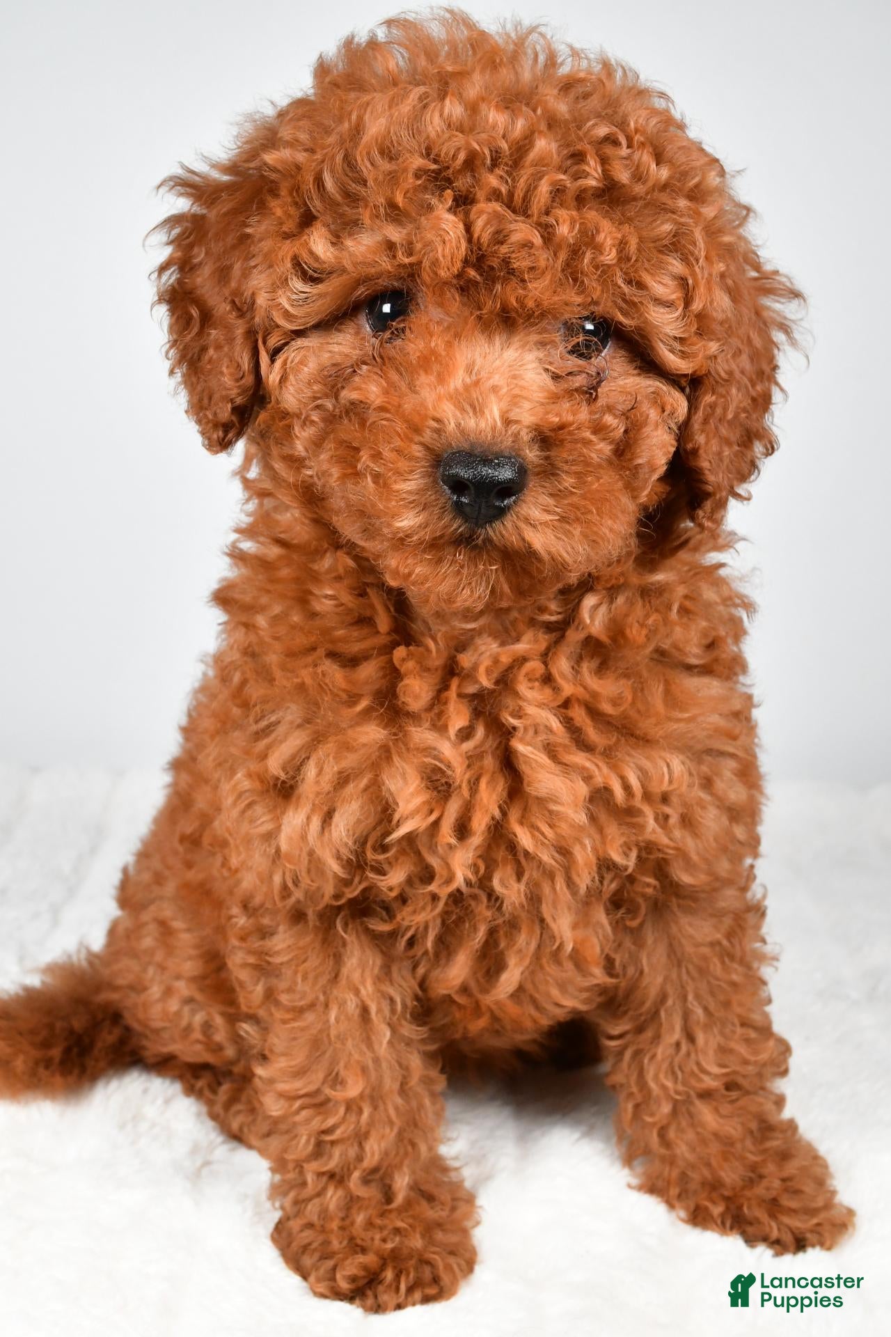Miniature Poodle dogs Mia - Ad 2