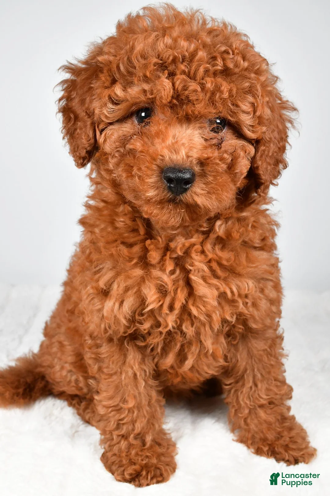 Miniature Poodle dogs for sale: Mia - Ad 2