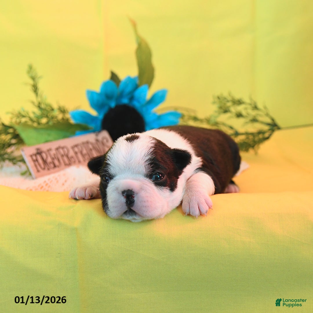 Boston Terrier dogs for sale: Ruby - Ad 3