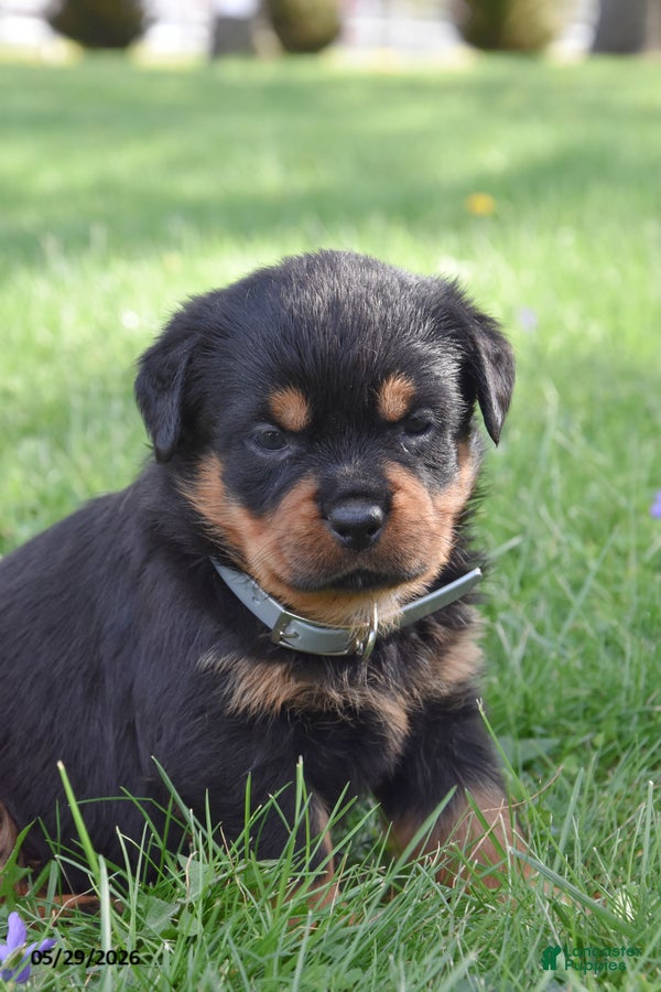 Rottweiler dogs Rockstar - Ad 1