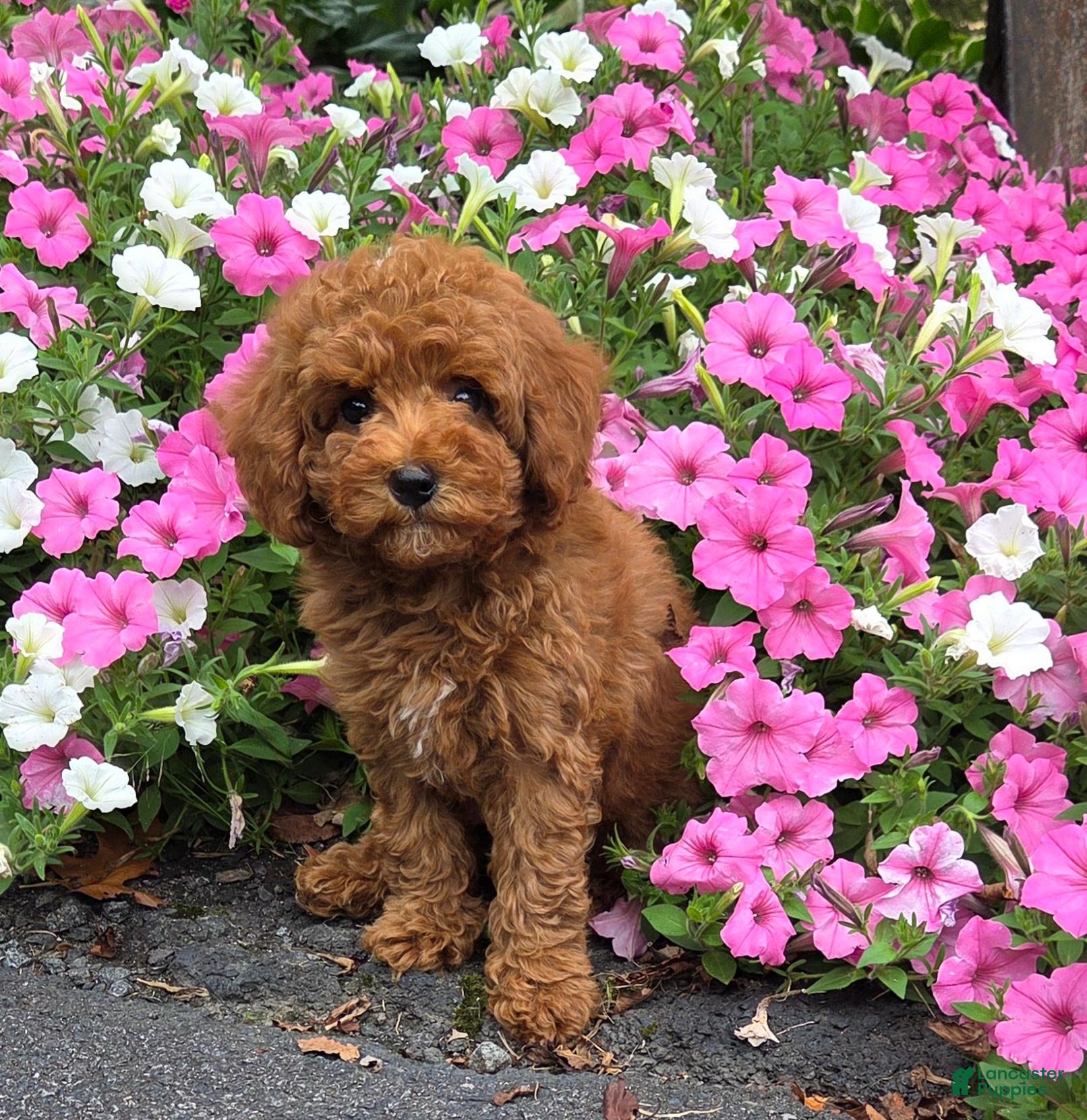 Cavapoo dogs Trixie - Ad 1
