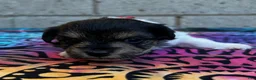 Yorkiepoo dogs for sale: Clyde - Ad 3