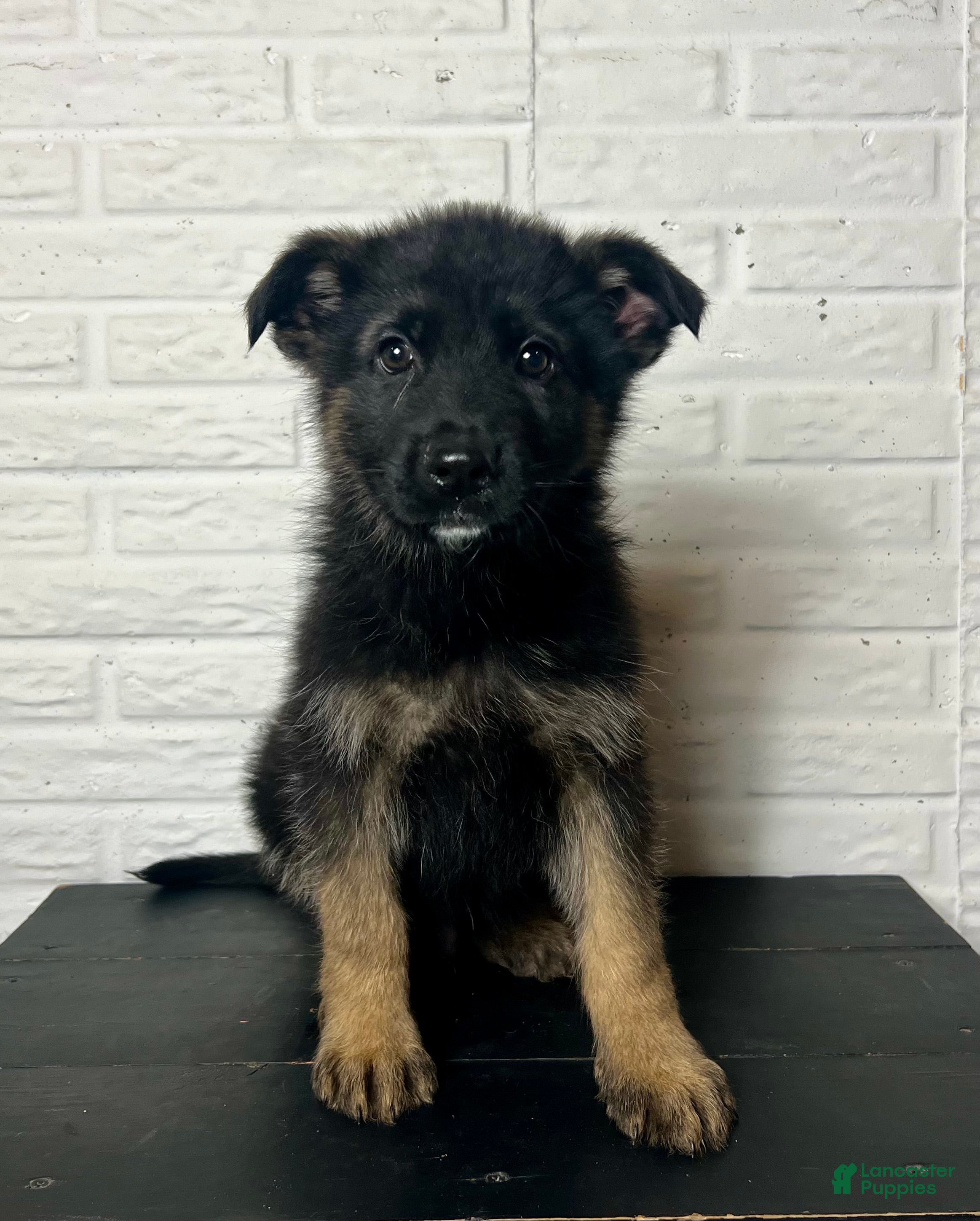 German Shepherd dogs Duncan - Ad 24