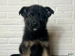 German Shepherd dogs Duncan - Ad 16