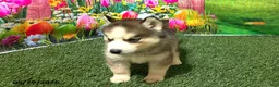 Siberian Husky dogs for sale: Honey - Ad 3