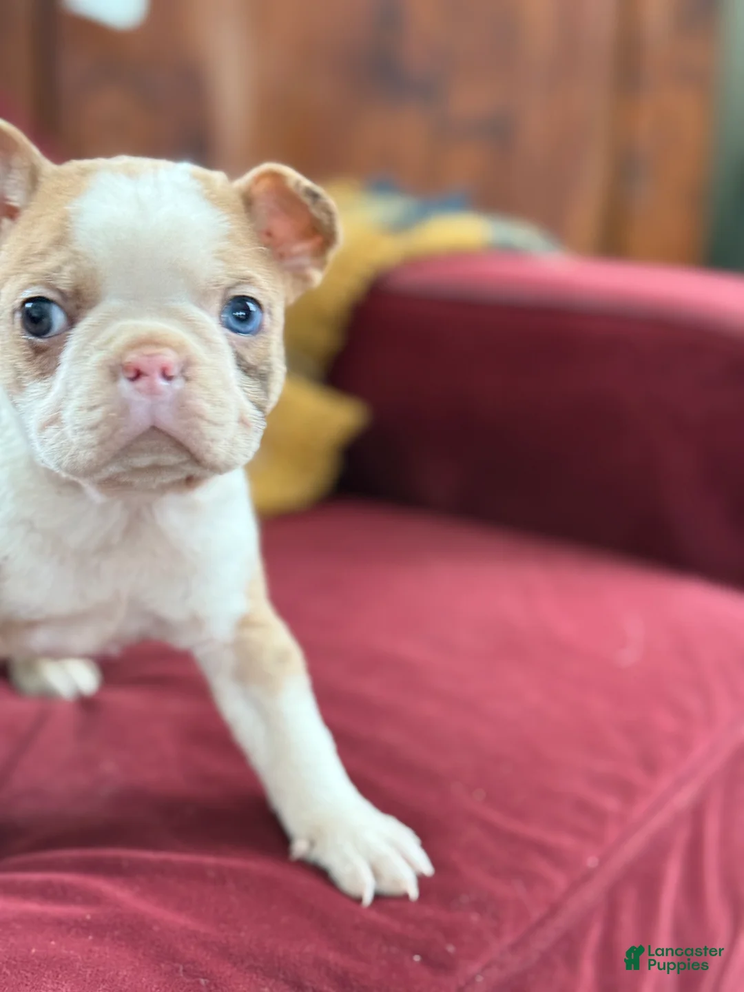 Boston Terrier dogs for sale: Billy - Ad 6