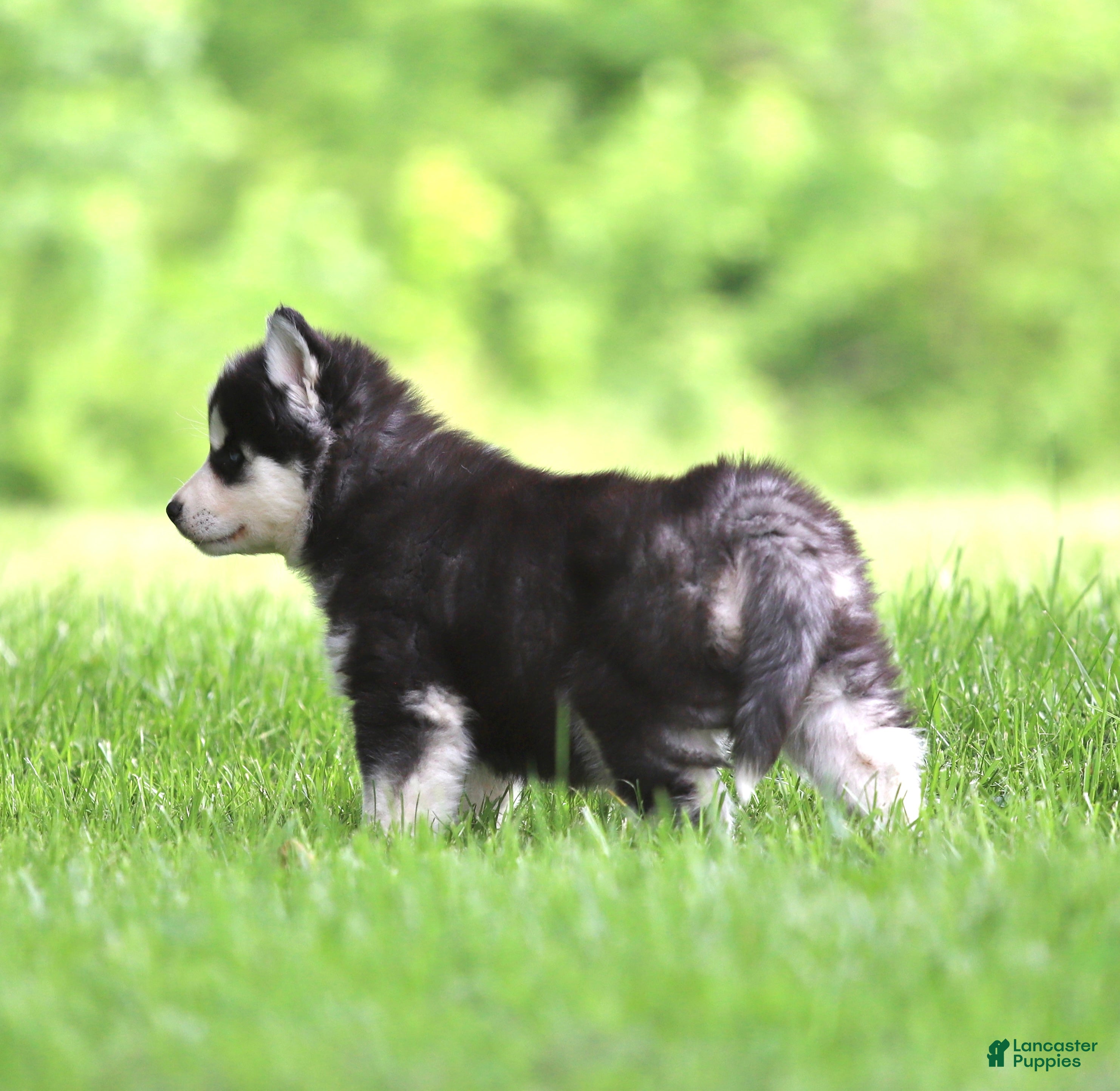 Siberian Husky dogs for sale: Bridget - Ad 5