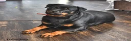 Rottweiler dogs for sale: Bella    - Ad 4