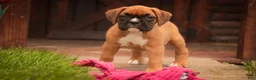 Boxer dogs for sale: Cassie - Ad 5