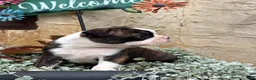 Boston Terrier dogs for sale: Kathi - Ad 4
