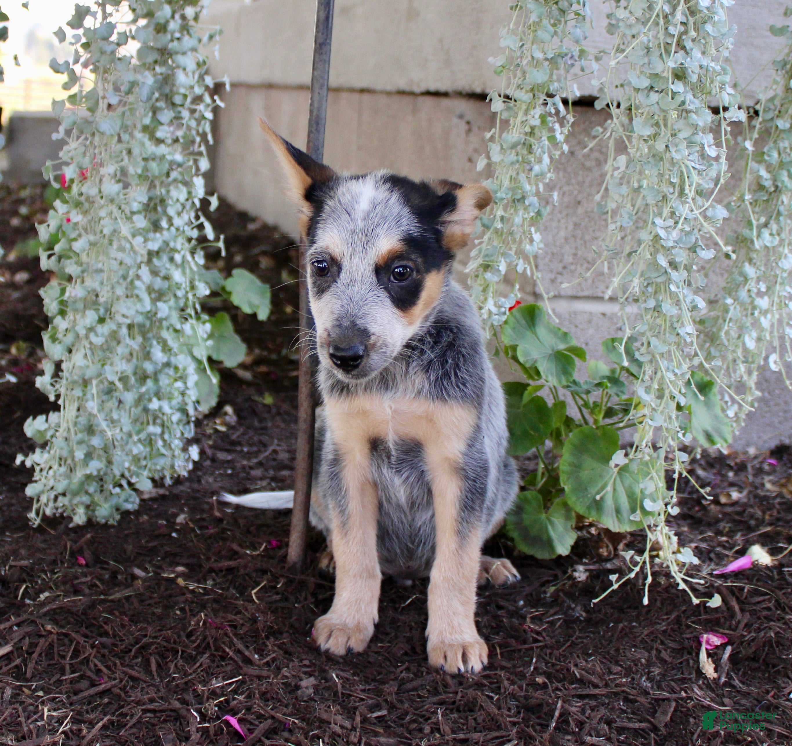 Blue Heeler Malamute Mix Puppy Pads Blue Heeler Husky Mix Puppy