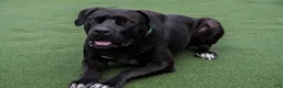 South African Boerboels dogs for sale: South African Boerboels 2 - Ad 3