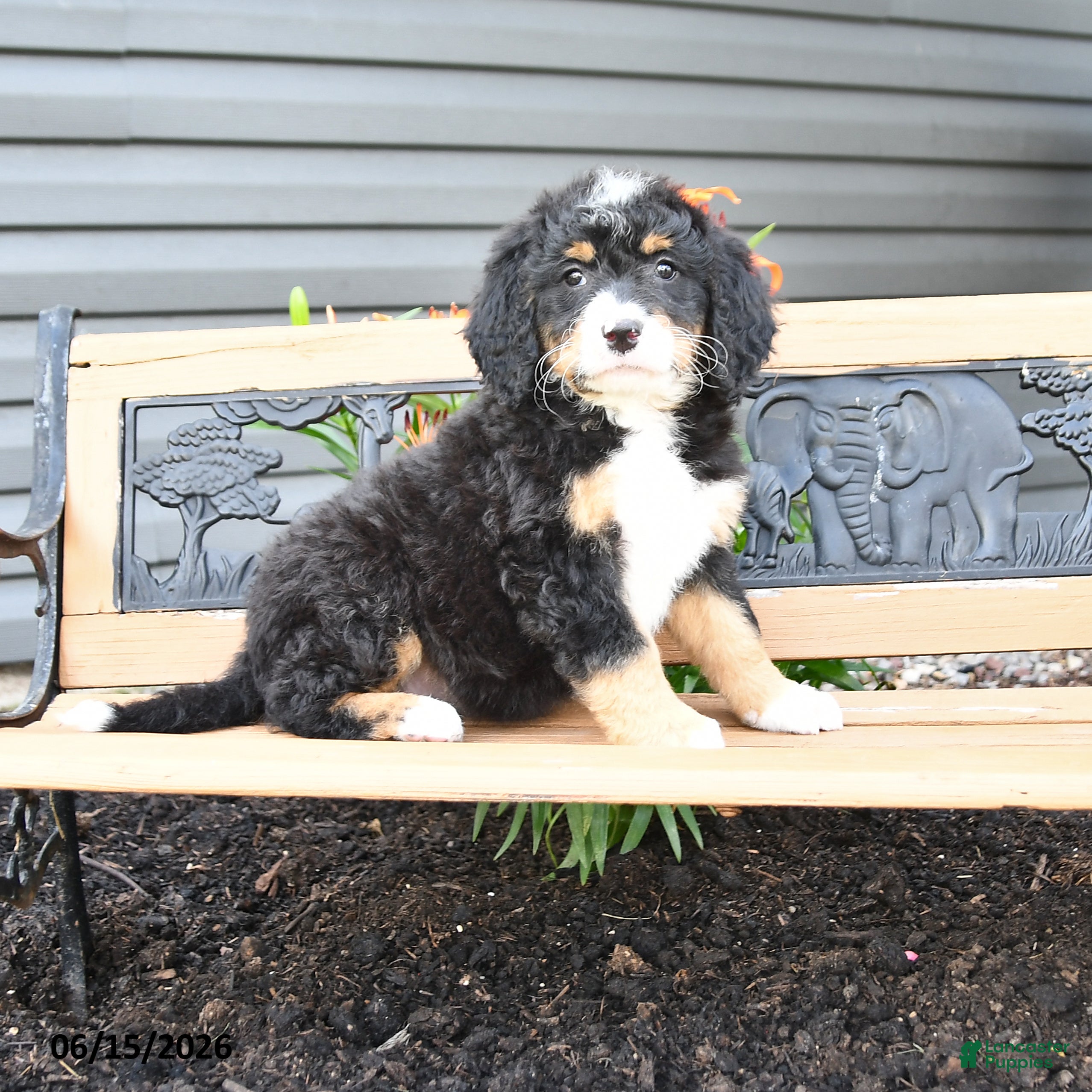 Bernedoodle dogs Nora - Ad 1