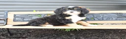 Bernedoodle dogs for sale: Nora - Ad 1