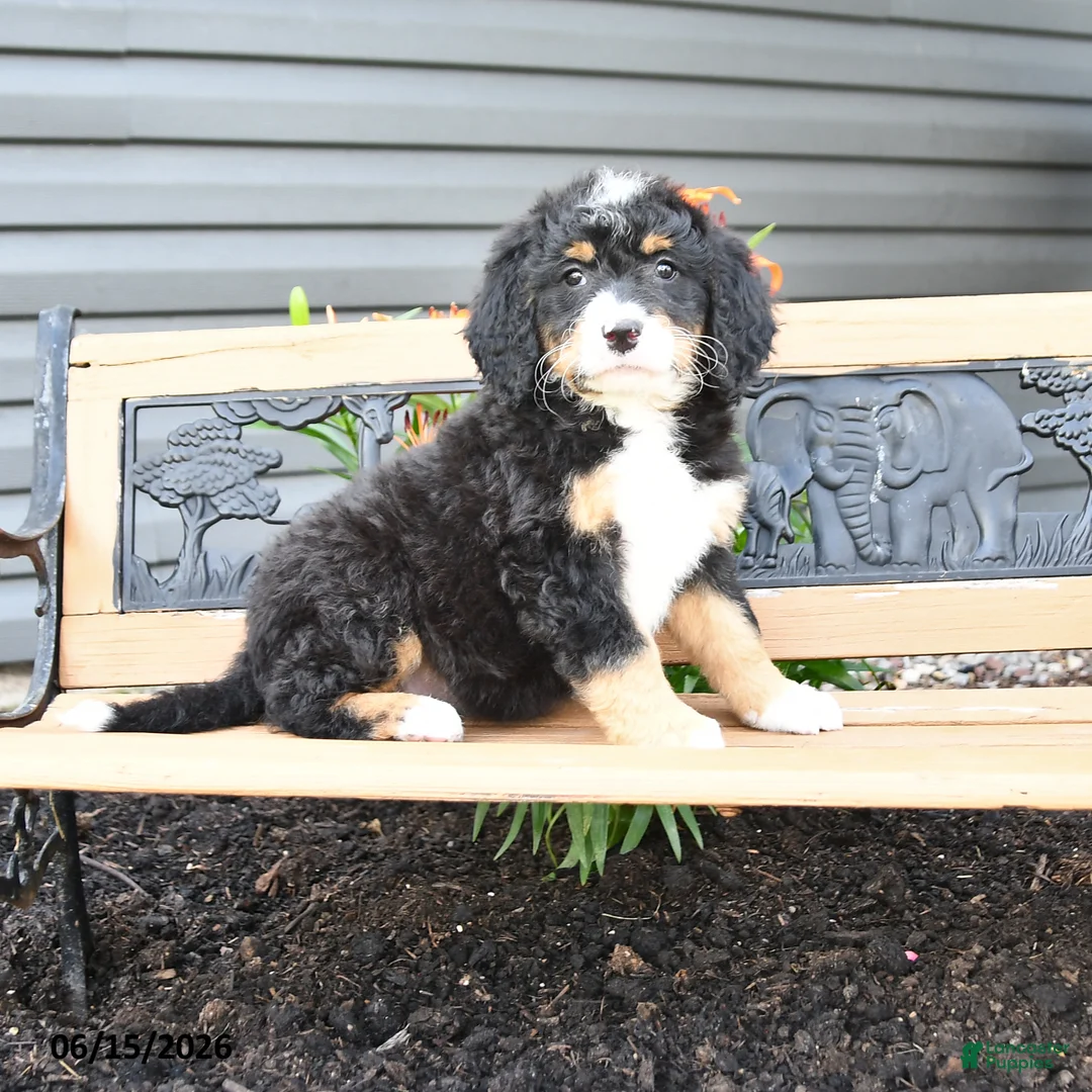 Bernedoodle dogs for sale: Nora - Ad 1