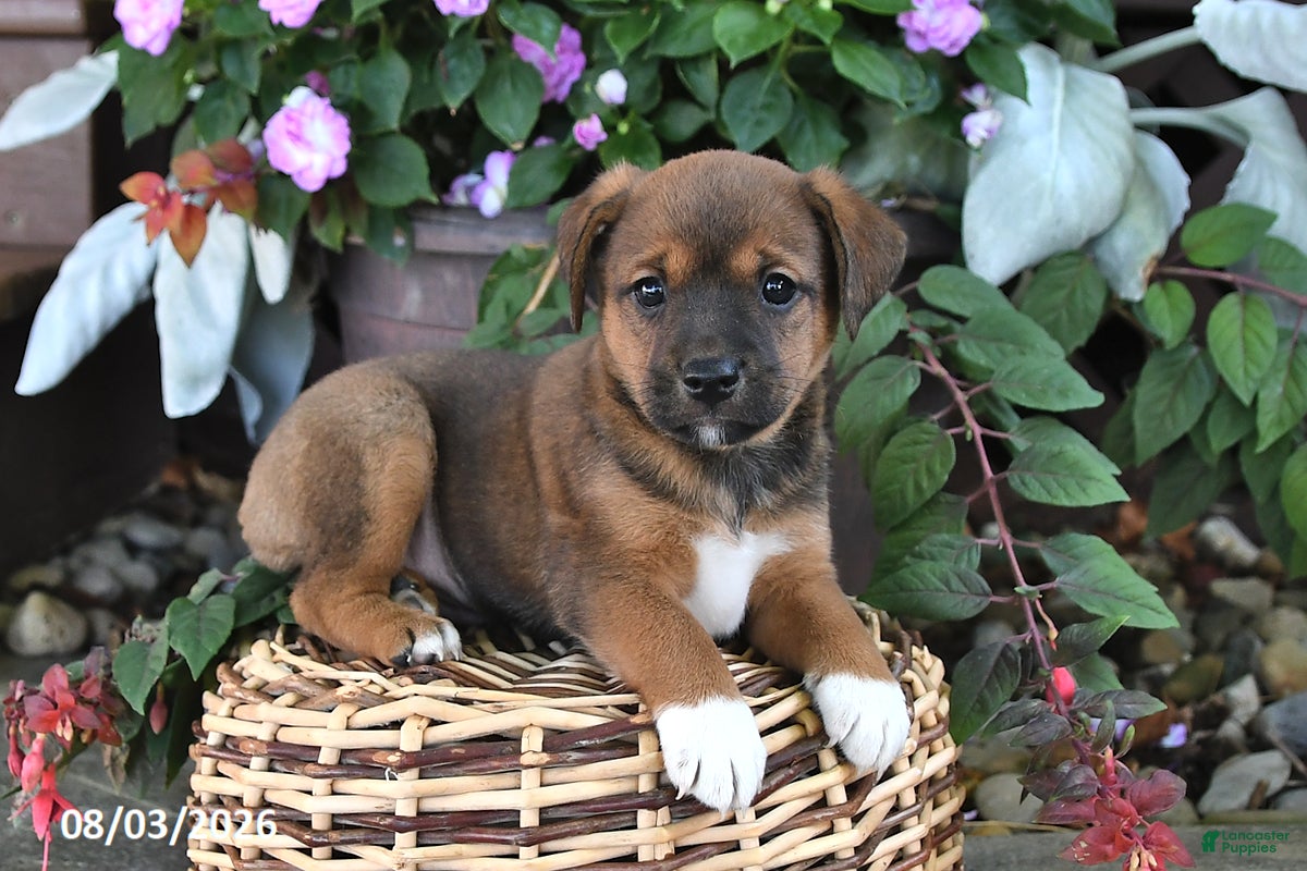 Mixed Breed dogs Chloe - Ad 2