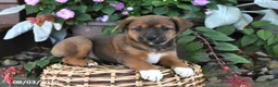 Mixed Breed dogs for sale: Chloe - Ad 2