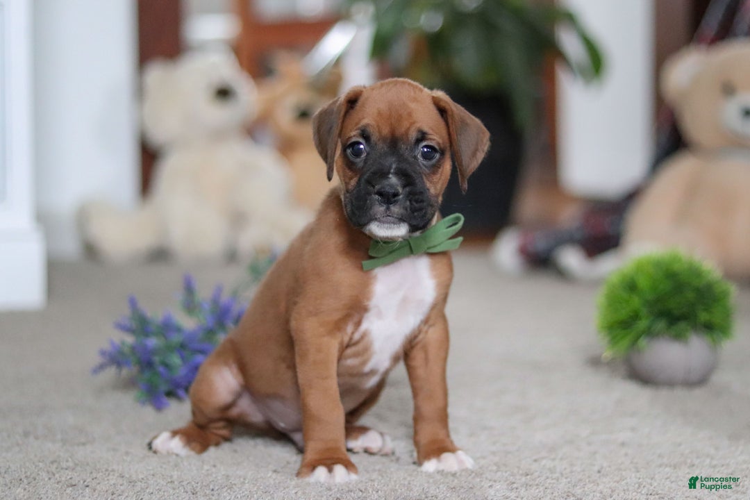 Boxer dogs for sale: Blake - Ad 5