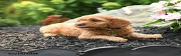 Cavapoo dogs for sale: Glory - Ad 3