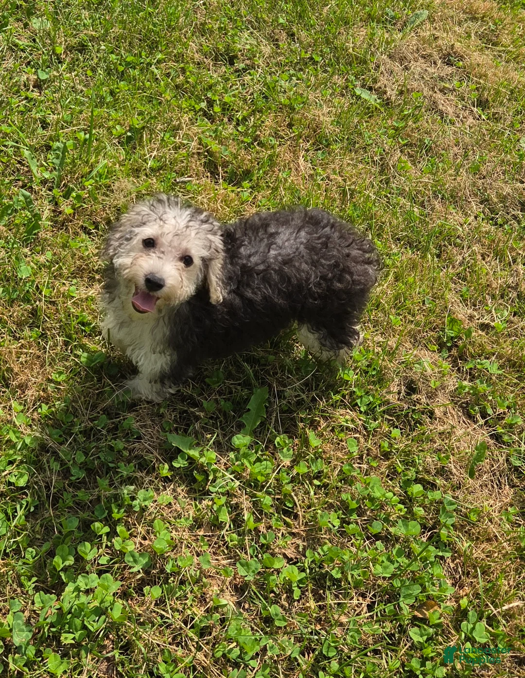 Yorkiepoo dogs for sale: Bonnie - Ad 4