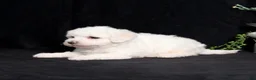 Bichon Frise dogs for sale: Eve - Ad 4